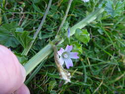 Image of bull mallow