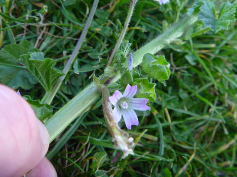 Imagem de Malva nicaeensis All.