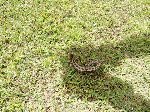 Image of Alligator lizards