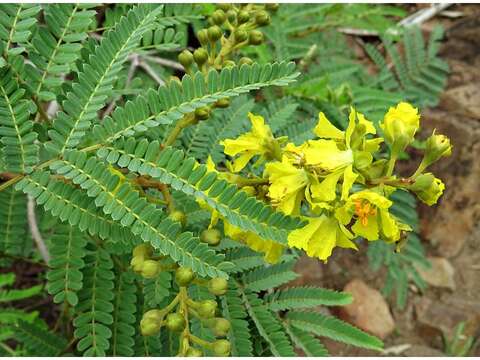 Image of African weeping-wattle