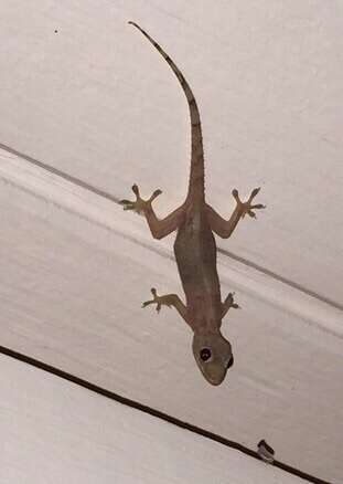 Image of Tropical house gecko