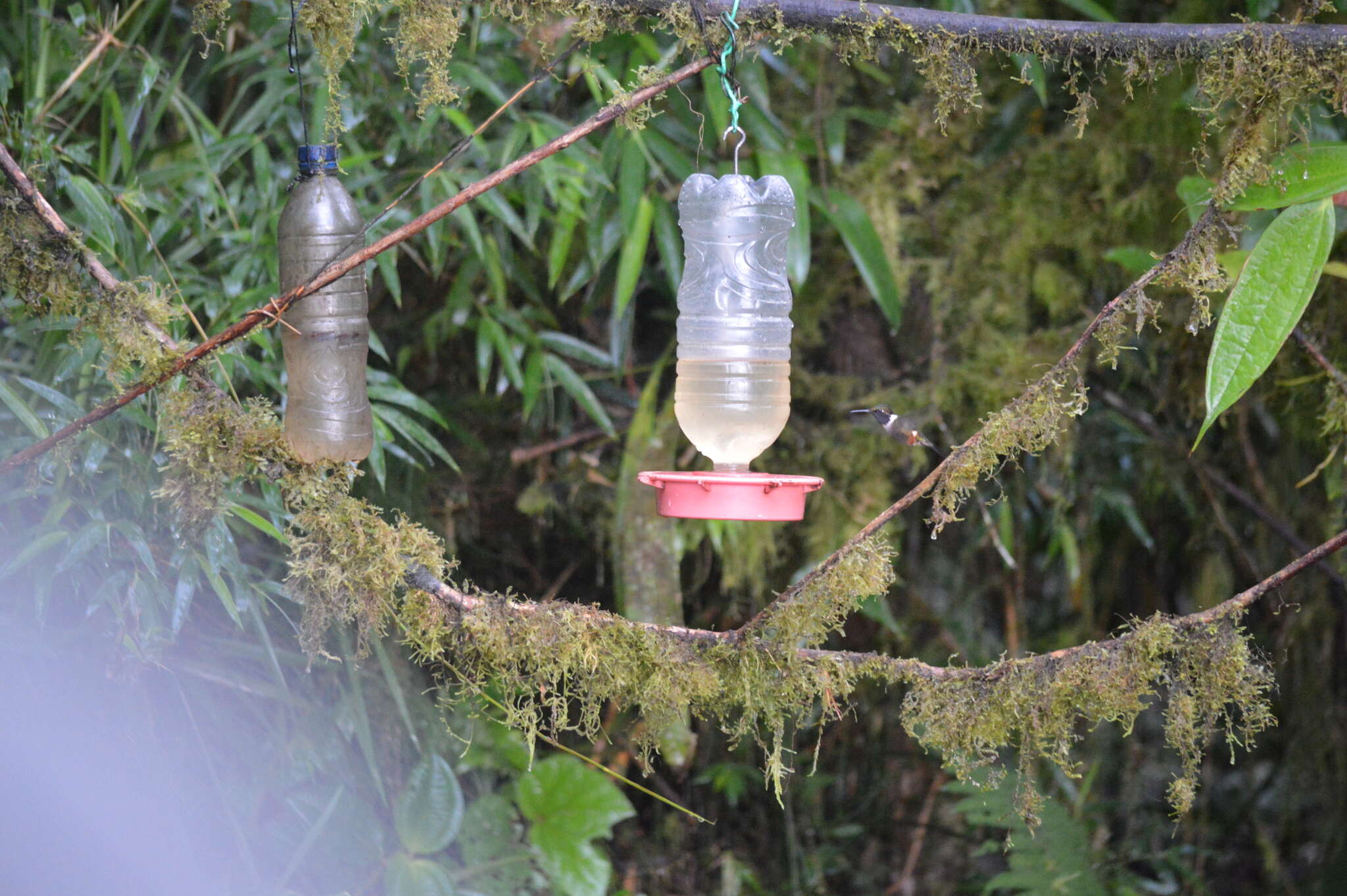 Image of Purple-throated Woodstar