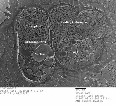 Image of <i>Cyanidioschyzon merolae</i>