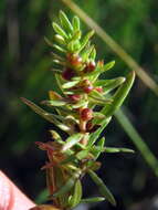 Image of Nenax microphylla (Sond.) Salter