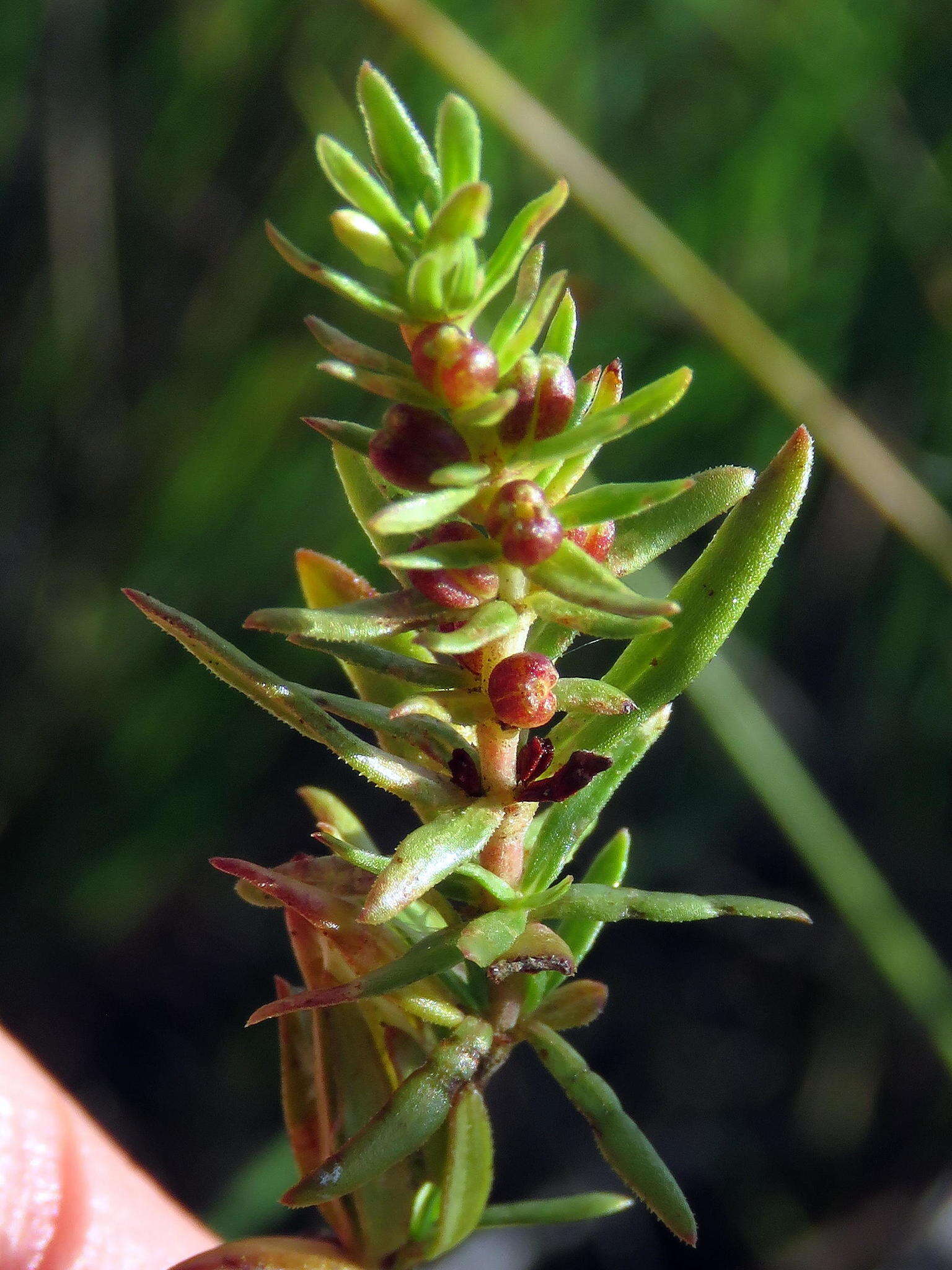 Image of Nenax microphylla (Sond.) Salter