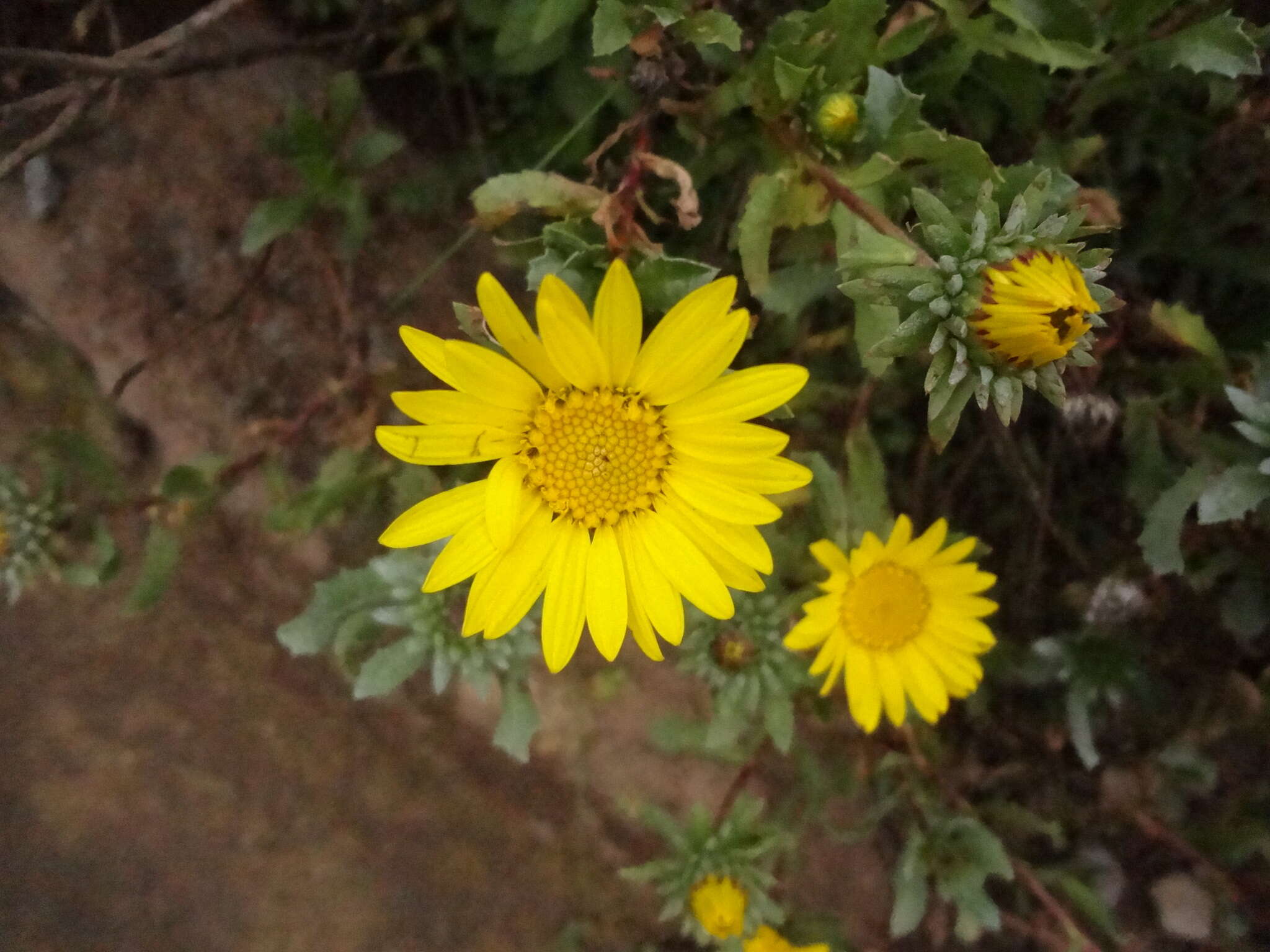 Image of Grindelia tarapacana Phil.