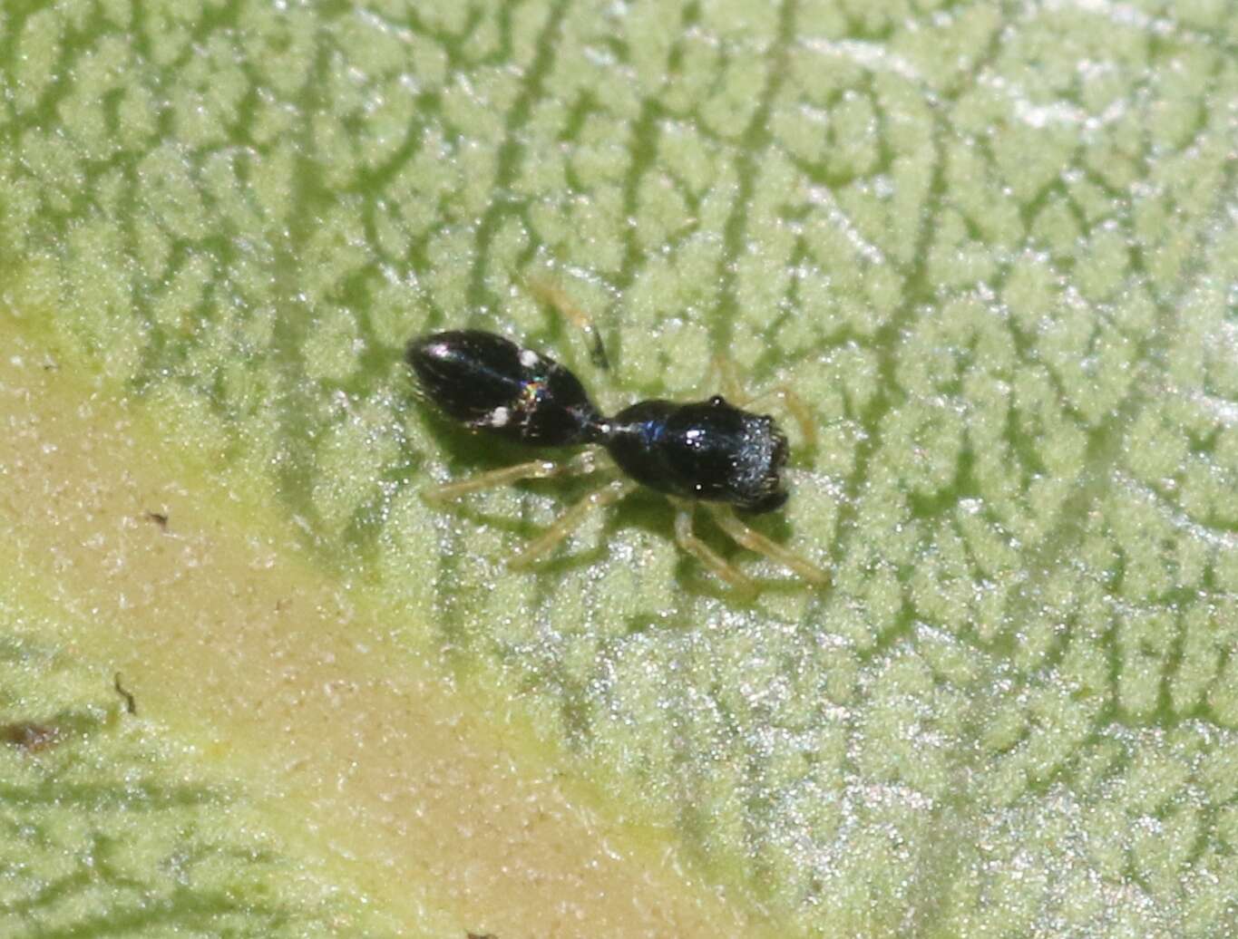 Image of Jumping spider