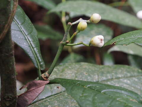 Image of Rudgea reducticalyx Dwyer