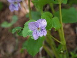 Image of Viola kusanoana Makino