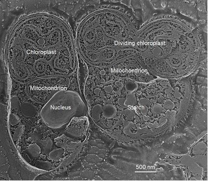 Image of <i>Cyanidioschyzon merolae</i>