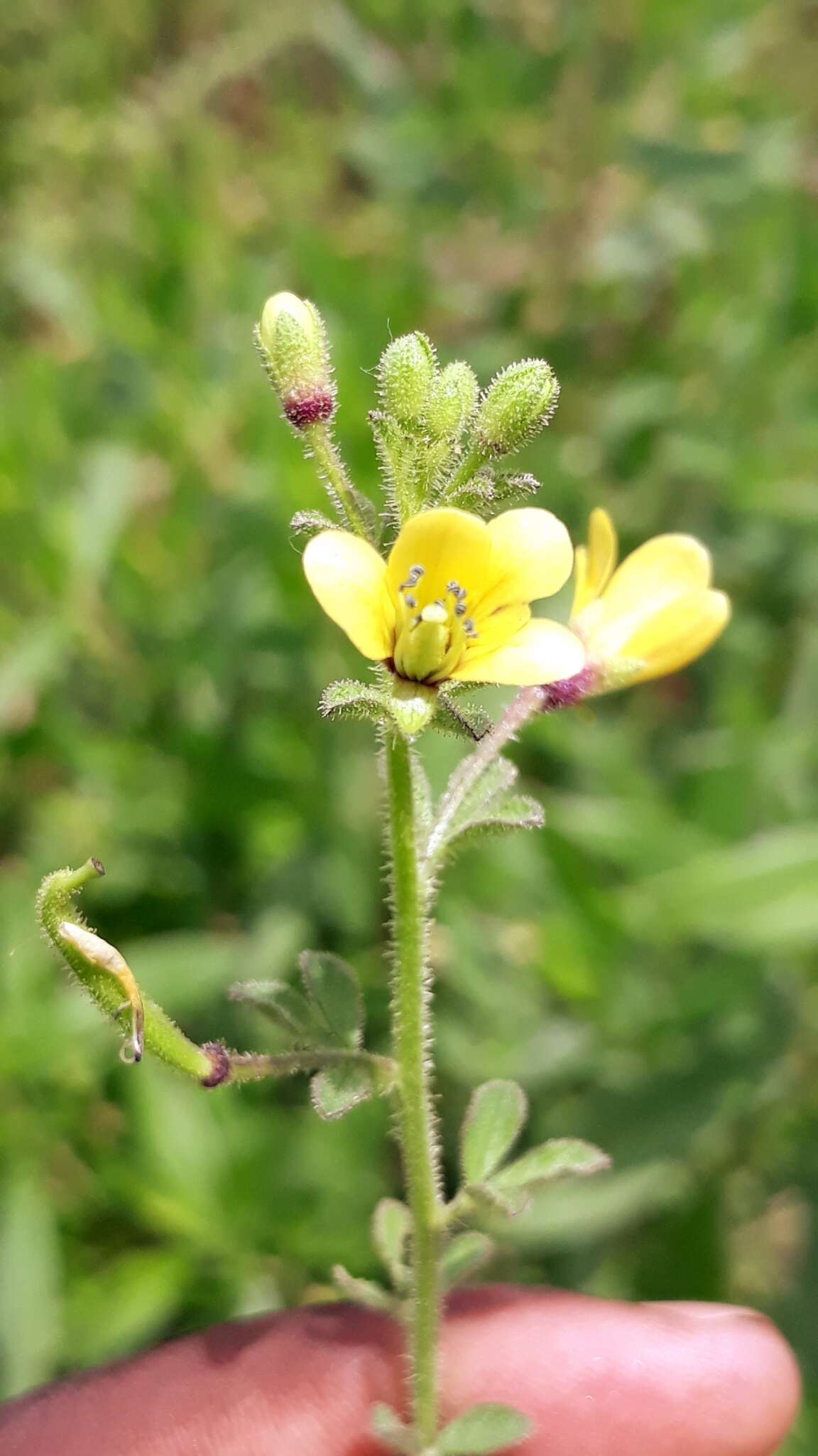 Image of Sieruela strigosa (Bojer) Roalson & J. C. Hall