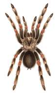 Image of Mexican Red Knee Tarantula