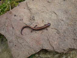 Image of Eastern Red-backed Salamander