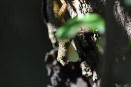 Image de Anolis distichus Cope 1861