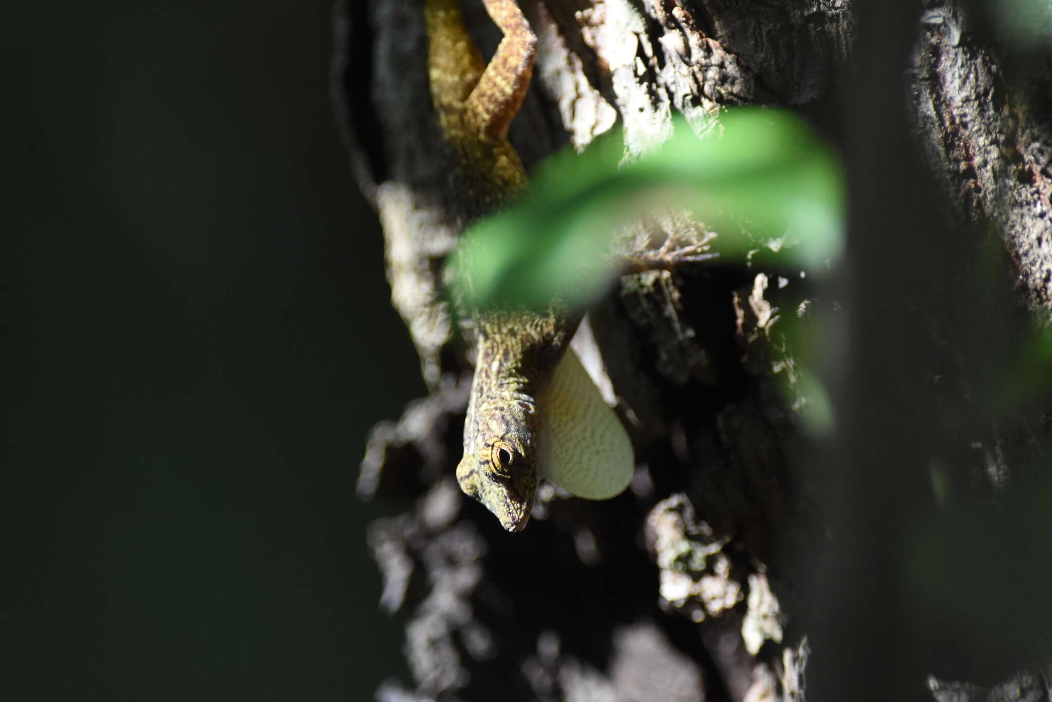 Image de Anolis distichus Cope 1861