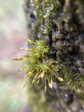 Image of Orthotrichum tasmanicum J. D. Hooker & Wilson 1848