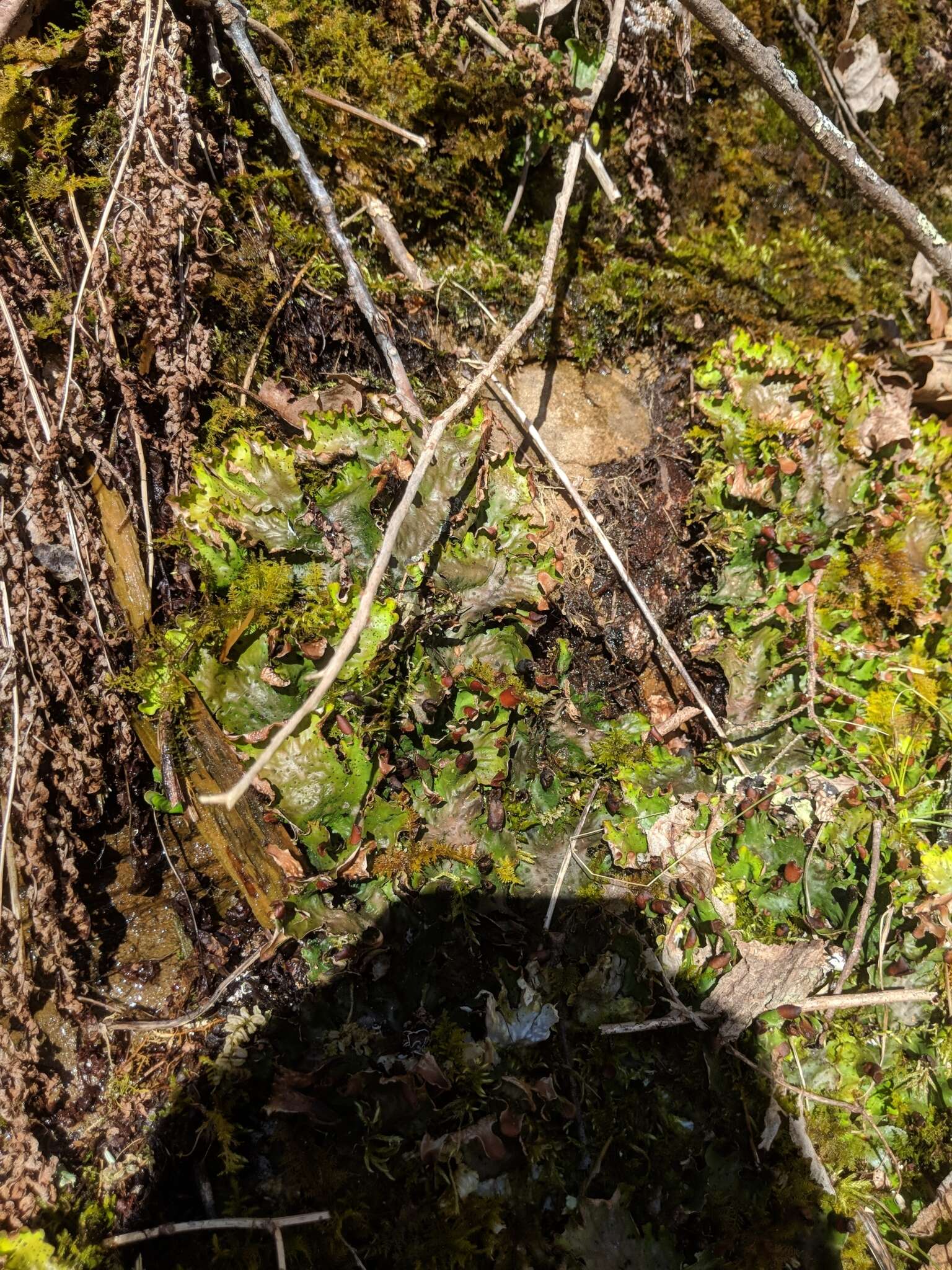 Image of felt lichen