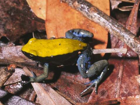 Image of Blue-legged Mantella