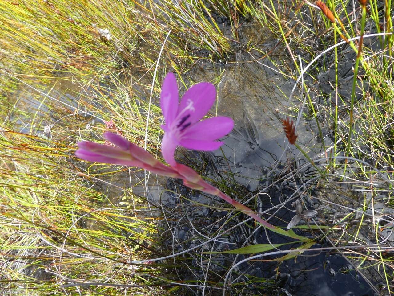 Слика од Watsonia coccinea (Herb. ex Baker) Baker