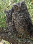 Image of Whiskered Screech Owl