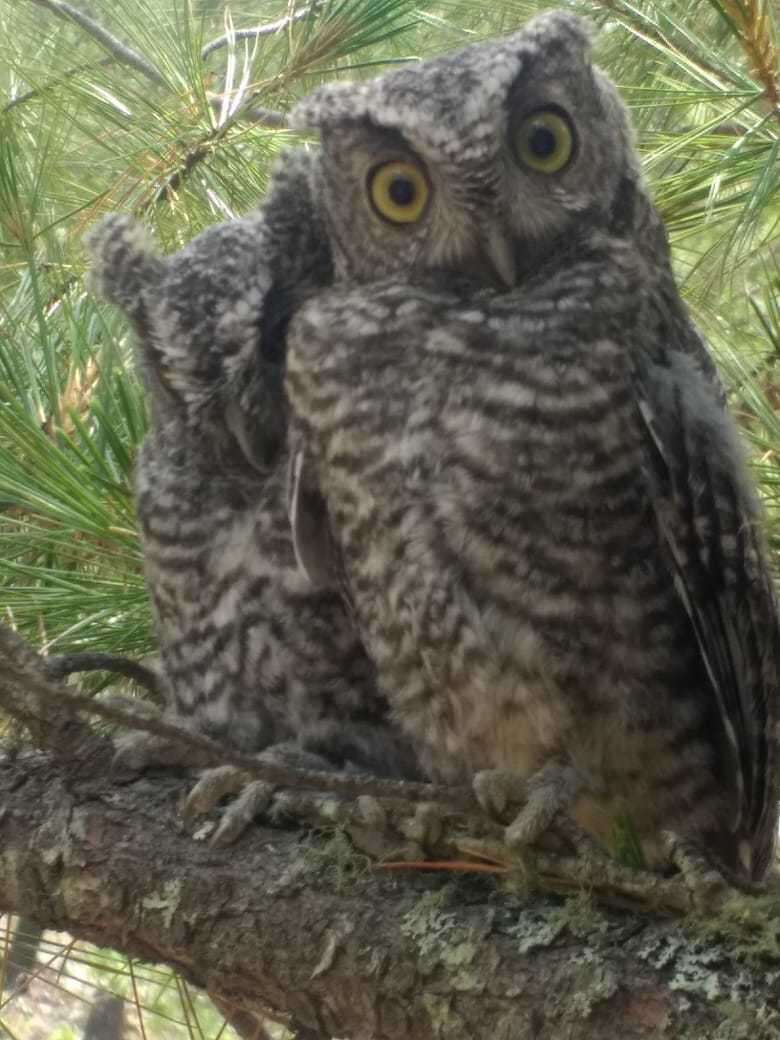 Image of Whiskered Screech Owl