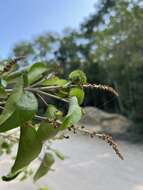 Image of Croton arboreus Millsp.