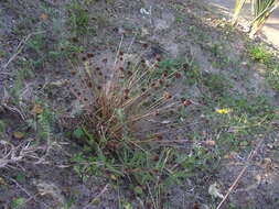 Image of Juncus dregeanus Kunth