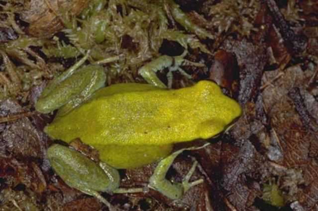 Image of Green Golden Frog