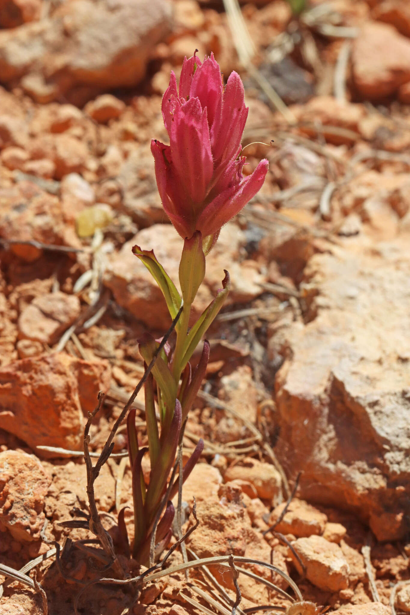 Plancia ëd Castilleja revealii N. H. Holmgren