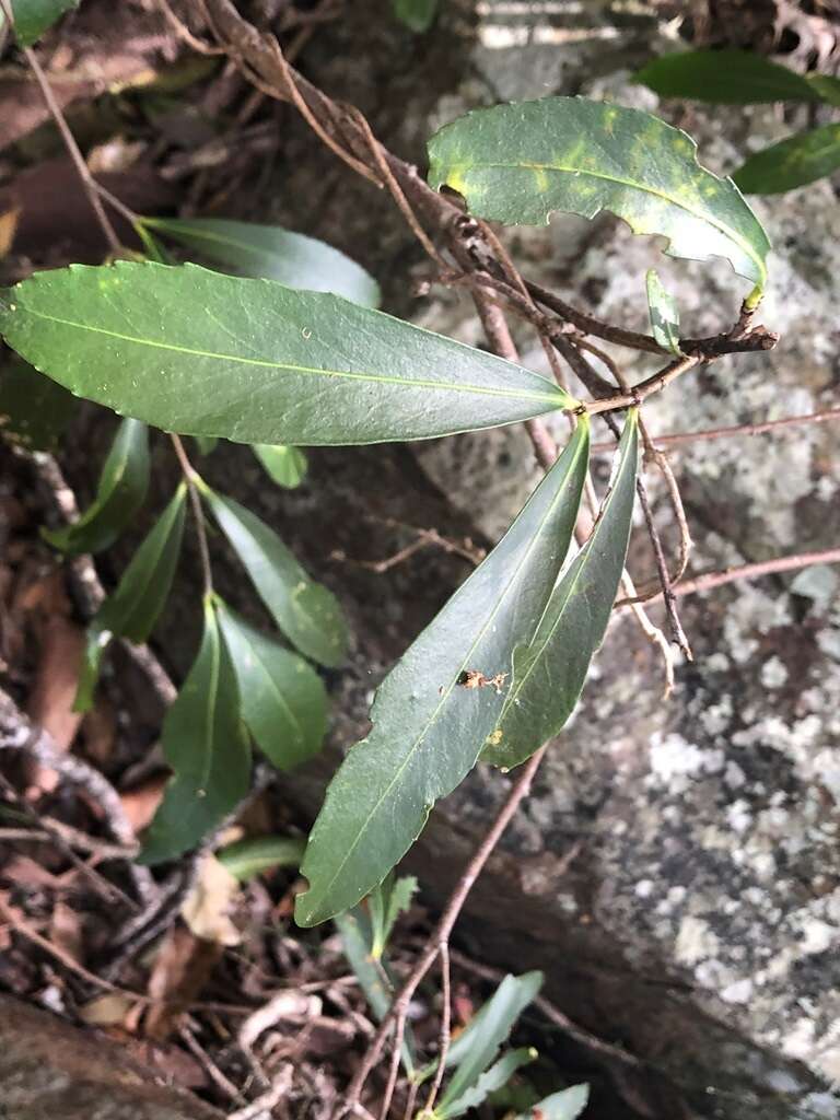 Image of Elaeodendron australe var. angustifolium Benth.