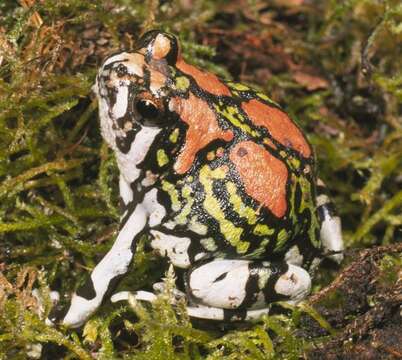 Image of Gottlebe's narrow-mouthed frog