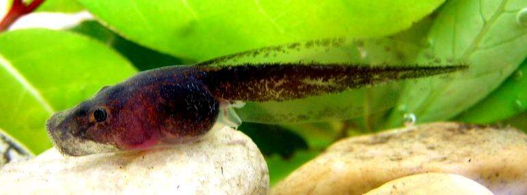 Image of Gottlebe's narrow-mouthed frog