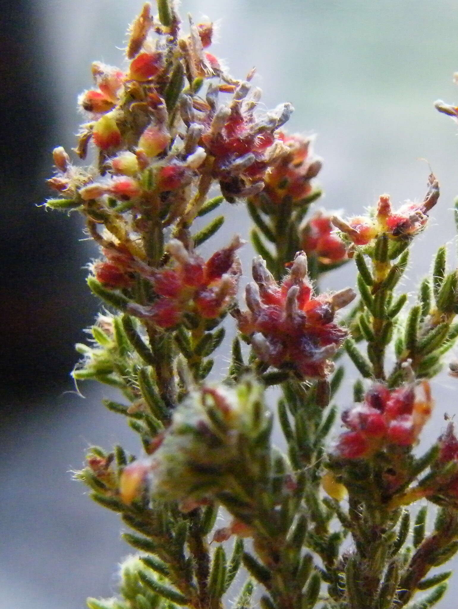 Plancia ëd Erica glabella subsp. glabella