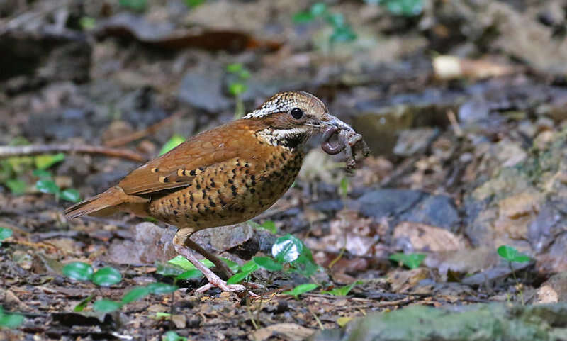 Image of Eared Pitta