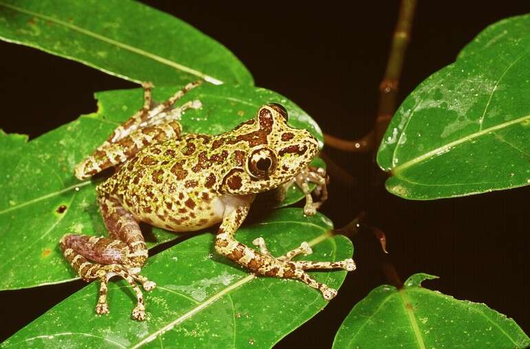 Image of Madagascar Frogs