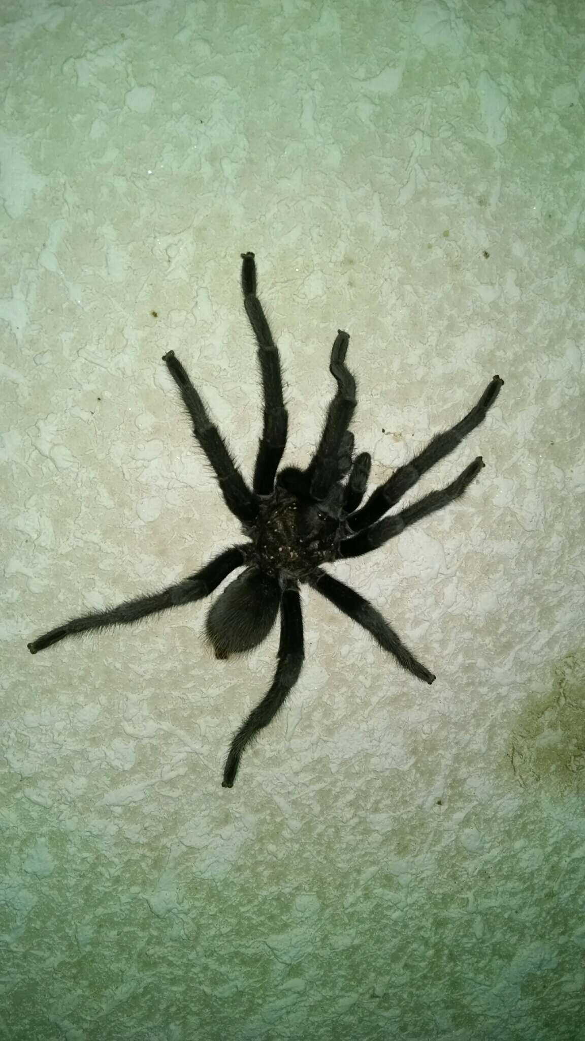 Image of Aphonopelma gabeli Smith 1995