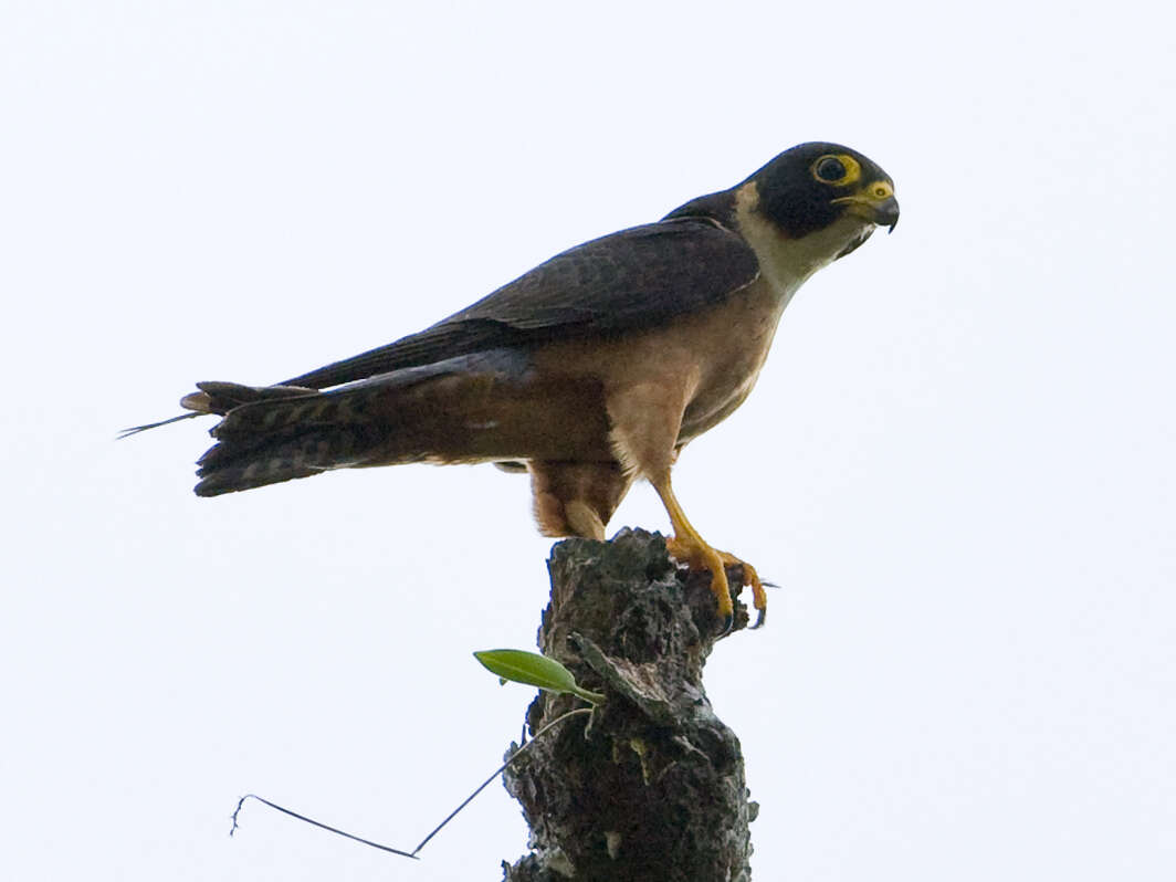 Image of Oriental Hobby