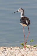 Image of Black-winged Stilt