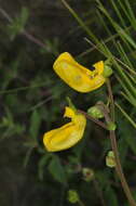 Image of Calceolaria parviflora Gill. ex Benth.