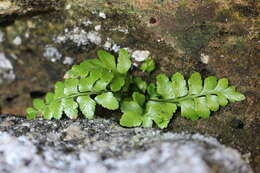 Image of Asplenium marinum L.