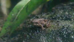 Image of Betsileo Madagascar Frog