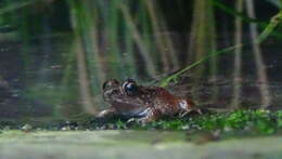 Image of Betsileo Madagascar Frog