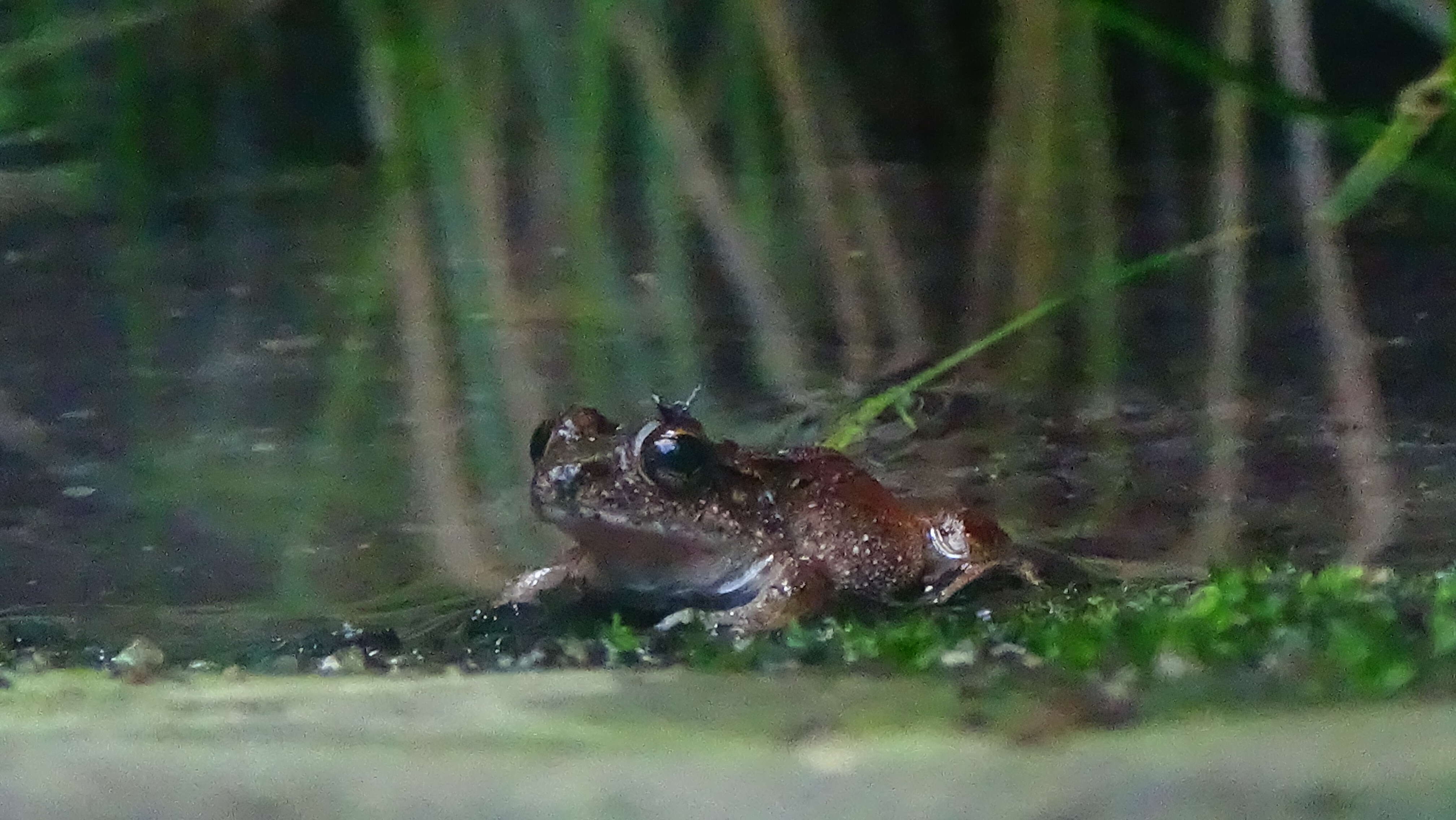 Image of Betsileo Madagascar Frog