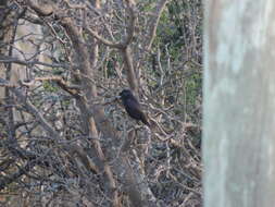 Image of White-winged Black Tyrant