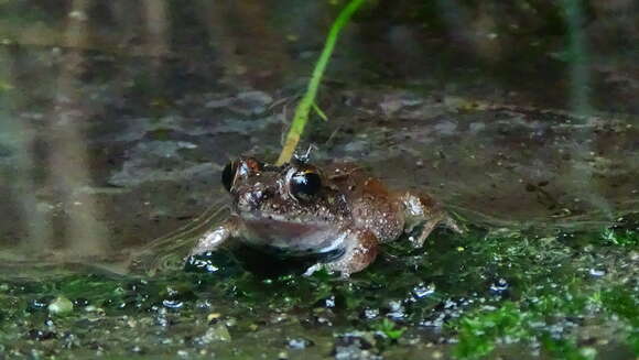 Image of Betsileo Madagascar Frog