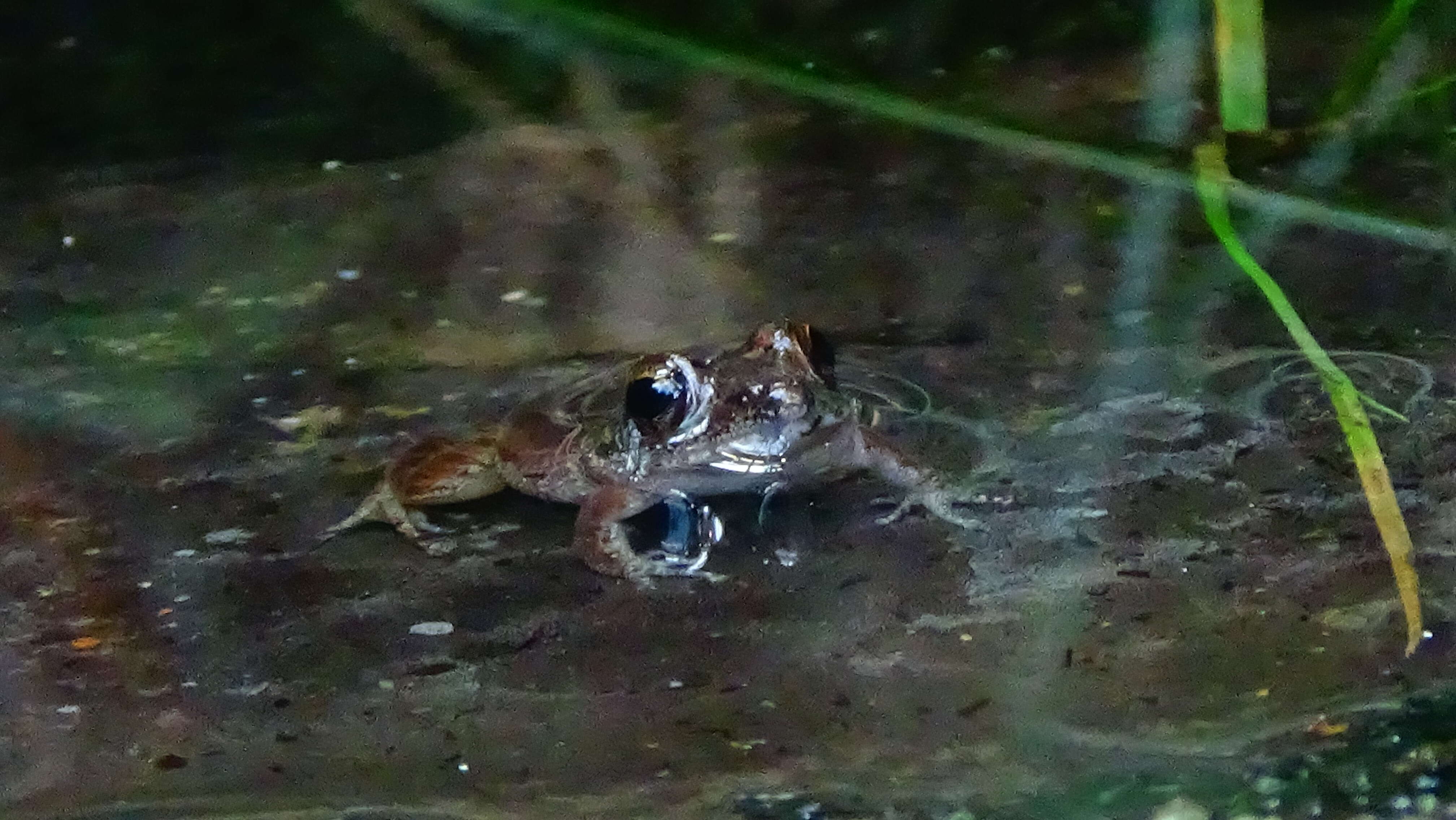 Image of Betsileo Madagascar Frog