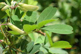 Image of Tephrosia inandensis H. M. L. Forbes