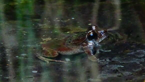 Image of Betsileo Madagascar Frog