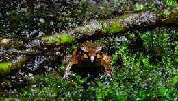 Image of Betsileo Madagascar Frog