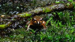 Image of Betsileo Madagascar Frog